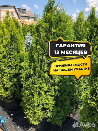 Туи с доставкой