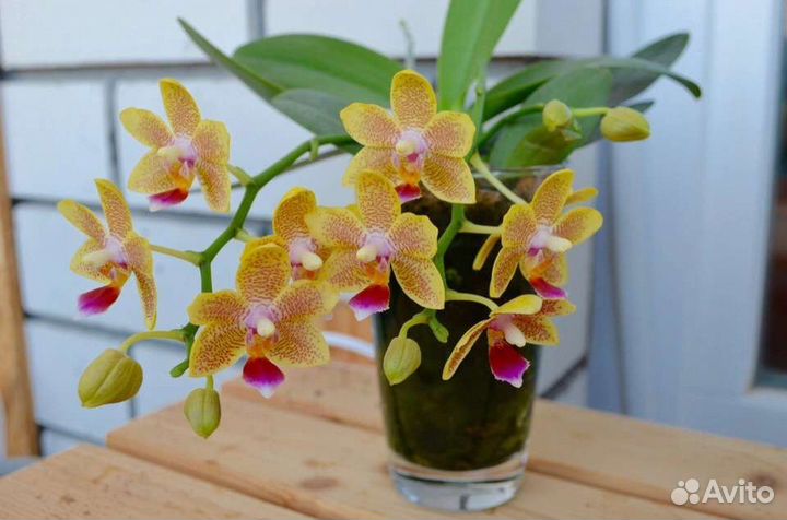 Орхидея Лаки стар