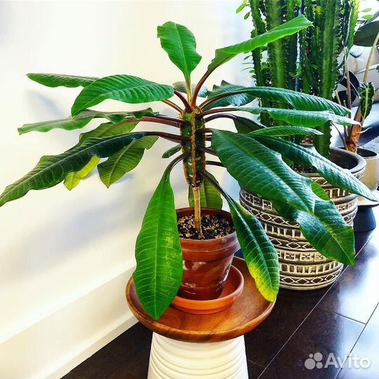 Комнатные растения - молочай