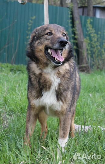 Кавказская овчарка(метис)