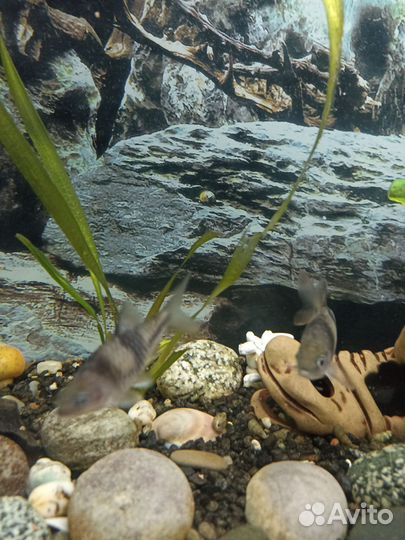 Барбус тигровой