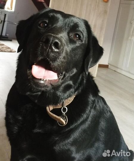 Передержка кошек и собак в загородном доме