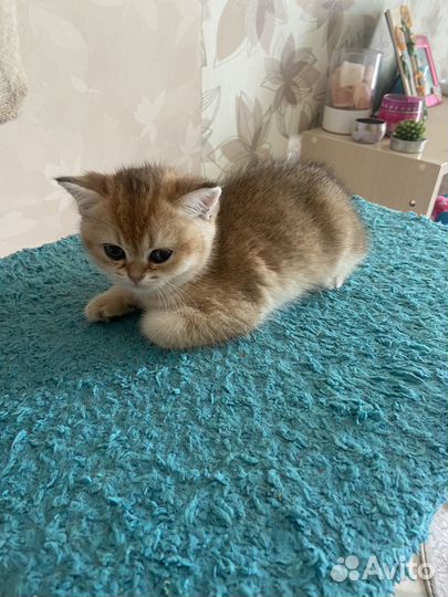 Шотландская кошечка