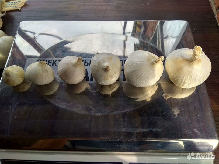 Чеснок, Рокамболь, Любаша, Комаров, Шалоты