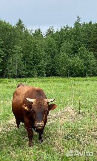 Коровы, нетели, телки, телята суксунской породы