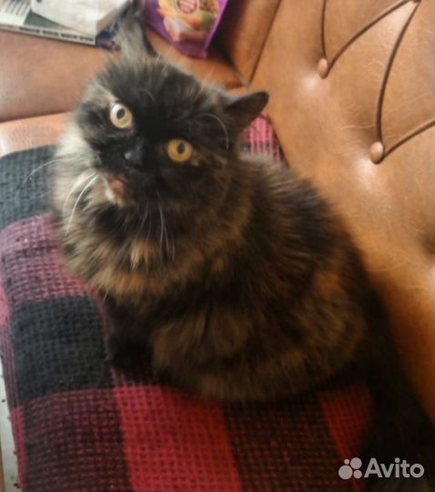 Красоточка