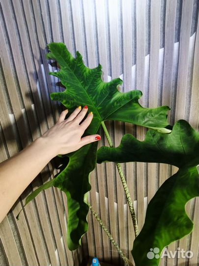 Алоказия Сабрина