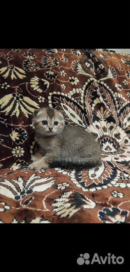 Котята