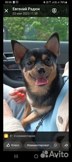 Вязка чихуахуа кабель