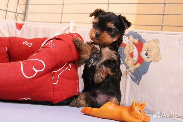 Щенки йоркширского терьера