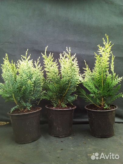 Кипарисовики