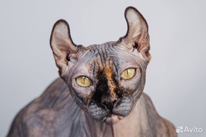 Кошечка эльф