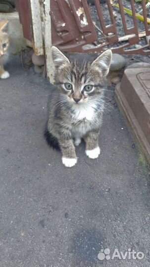 Кошки в добрые руки бесплатно