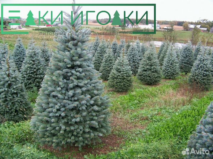 Крупноменры Ели голубой