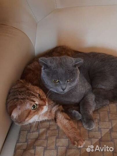 Кошки бесплатно