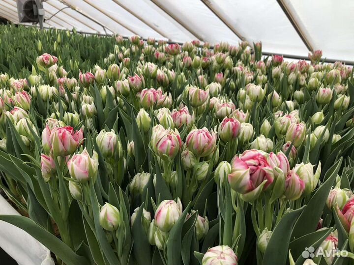 Тюльпаны оптом от производителя