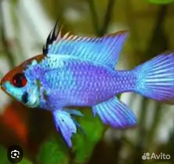 Апистограмма ищу