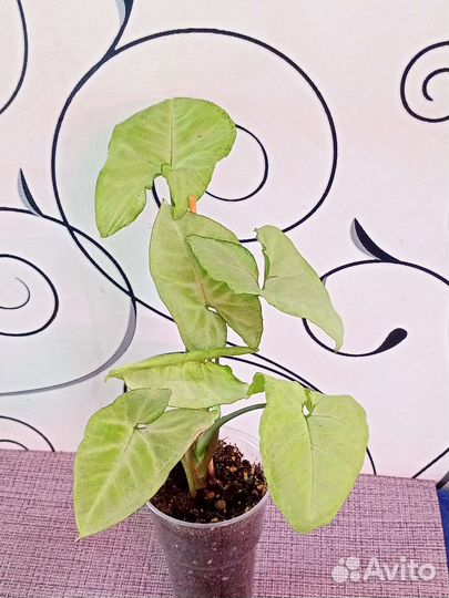 Сингониумы 01