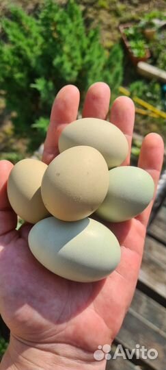 Инкубационное яйцо ухейилюй и лакеданзи