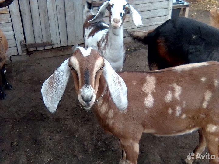 Продаются козы