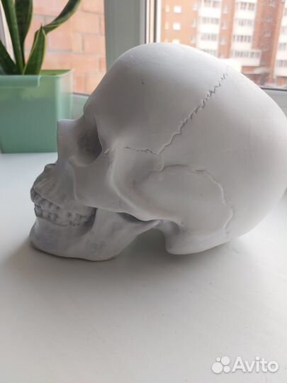 Череп гипсовый