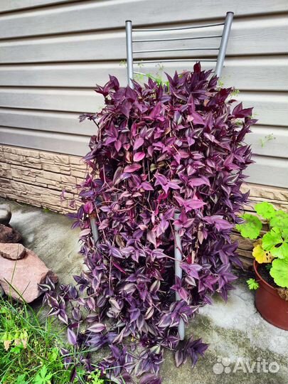 Традесканция