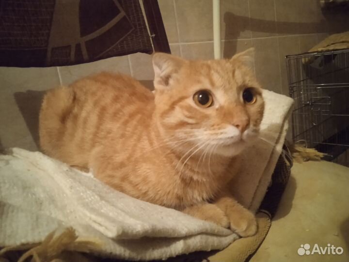 Рыжик вислоушка