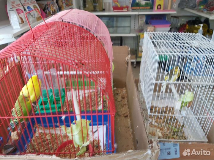 Продается отдел зоотоваров