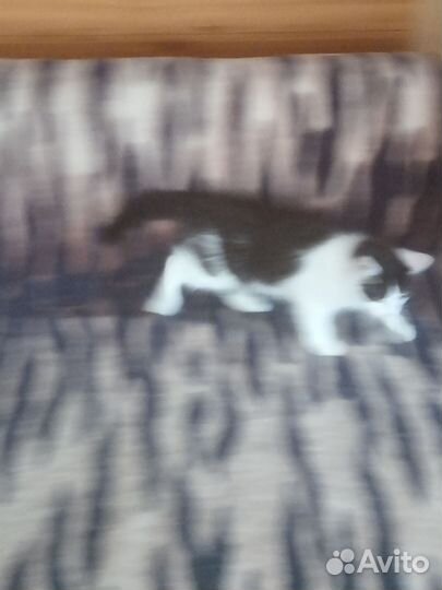 Кошечка в дар