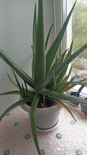 Комнатные цветы бесплатно