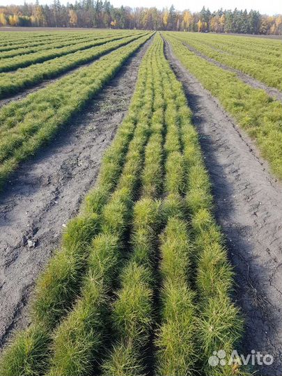 Сеянцы сосны обыкновенной