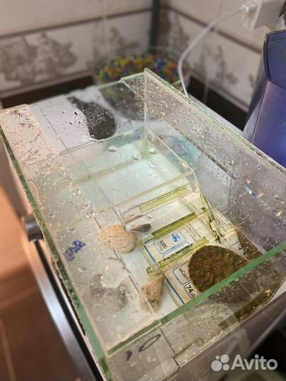 Черепаха с аквариумом