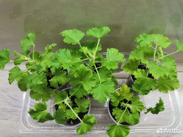 Королевская пеларгония