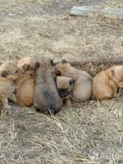 Собака в добрые руки отдам бесплатно щенки