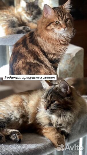 Котята курильский бобтейл