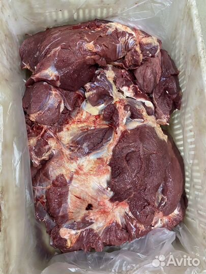 Мясо говядина односорт