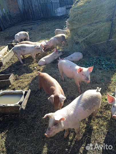 Поросята