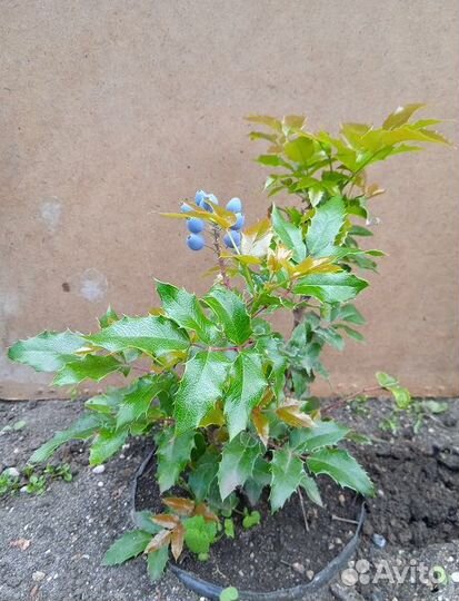 Вечнозелёная магония падуболистная