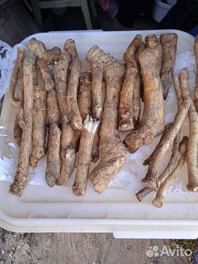 Листья и корни хрена чистые с сада-огорода