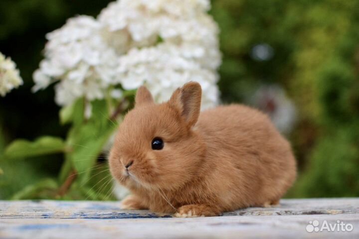 Мини карликовые кролики от Оли
