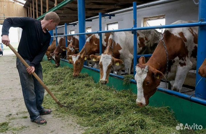 Разнорабочий на ферму