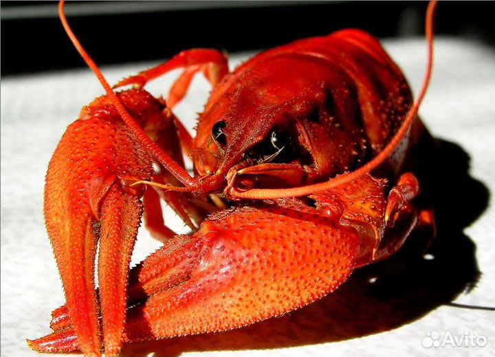 Раки Живые/вареные.Морепродукты