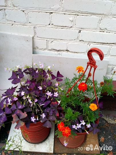 Цветы комнатные