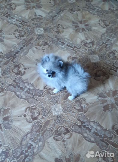 Щенки шпица