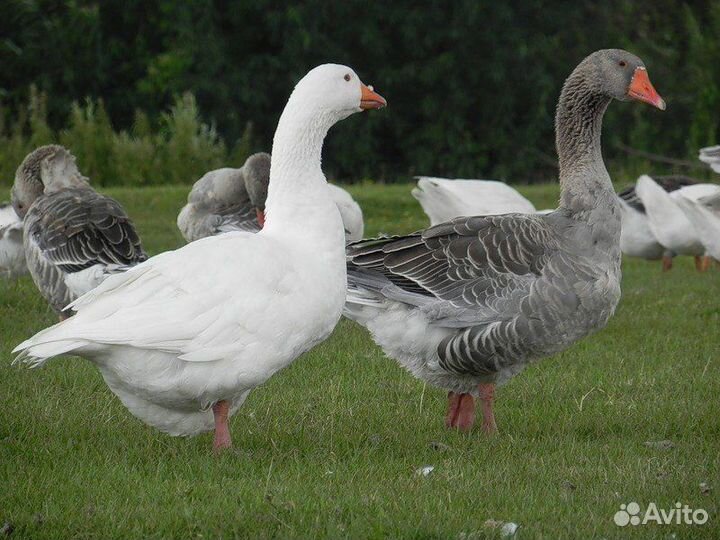 Гуси
