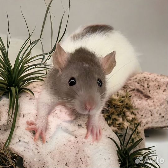 Крысы с клеткой. Крысята Дамбо. Крыса