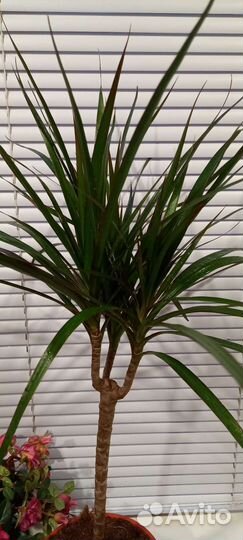 Драцена маргината