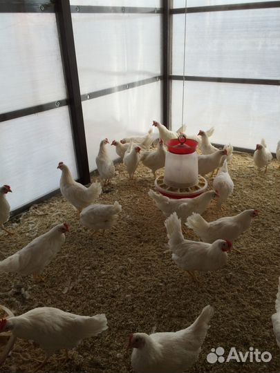 Куры-молодые