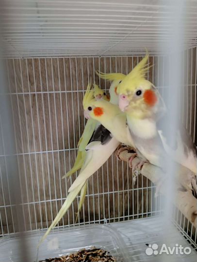 Попугаи Корелла