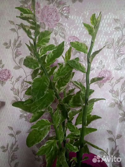 Педилантус